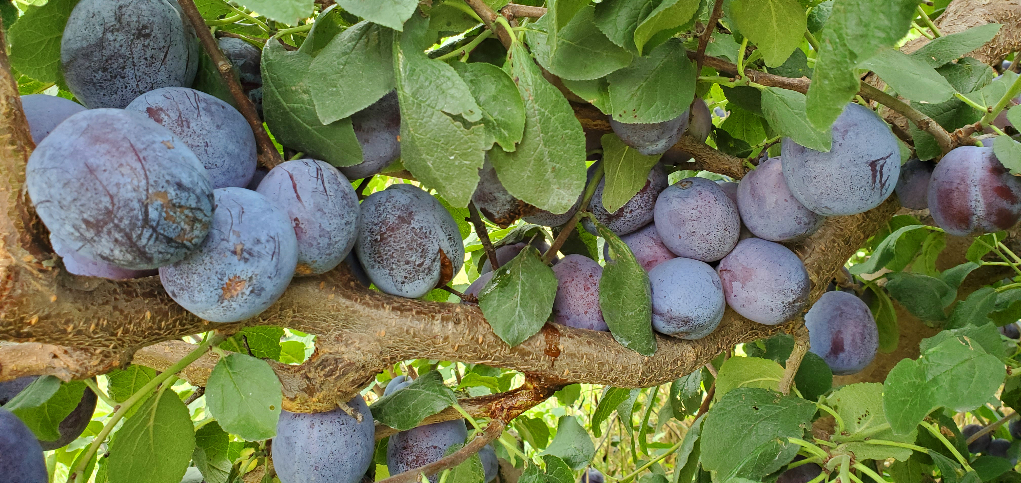 European plums hanging from tree.